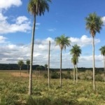 grundstueck parguay mit wald bach pirebebuy paraguari 1