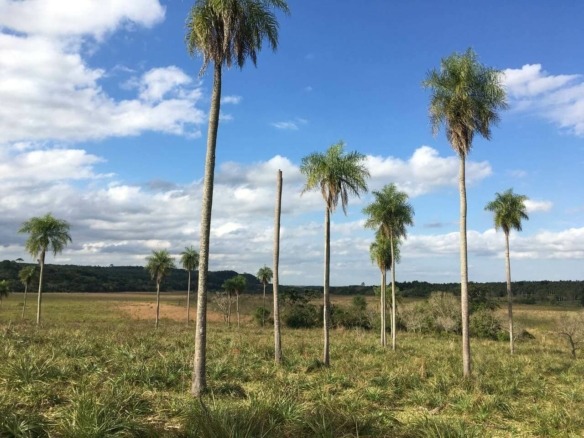 grundstueck parguay mit wald bach pirebebuy paraguari 1