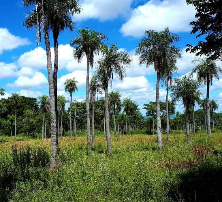 Paraguay Grundstueck Kaufen Caaguazu