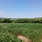 land for sale paraguay river view nueva alborada 3hectare 3
