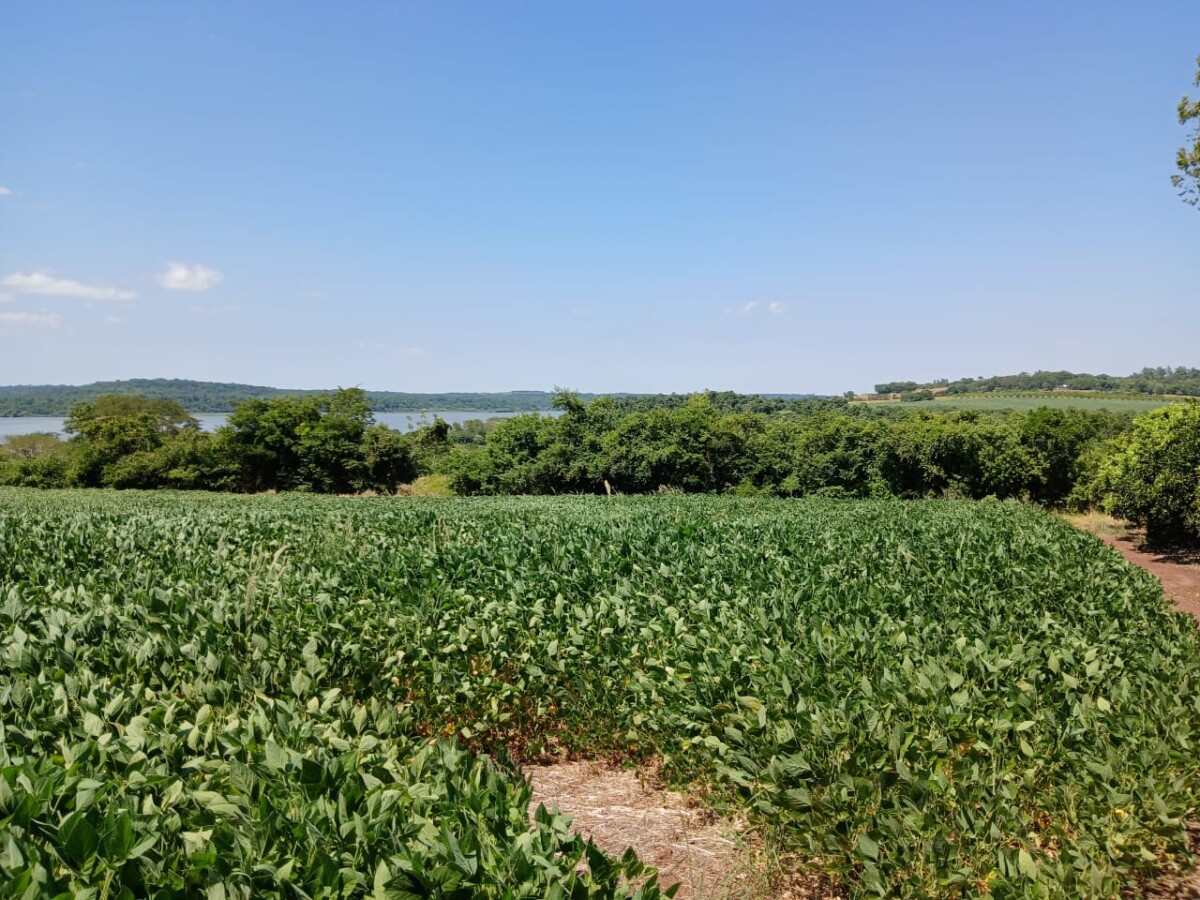 grond te koop paraguay rivierzicht nueva alborada 3hectares 3