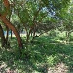 paraguay grundstueck kaufen emboscada lote 7