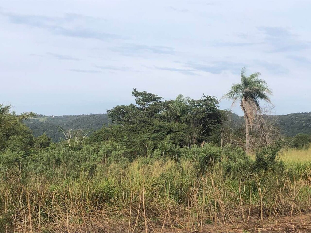 la colmena perceel te koop 20hectares kreek kreek fatima 9