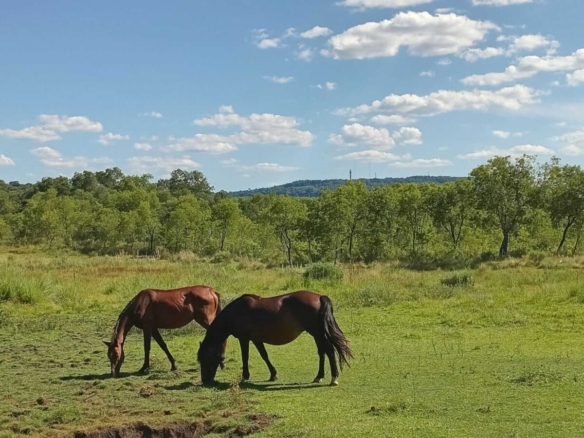 12hektar traumhafte pferderanch grundstueck kaufen grenze paraguay argentinien encarnacion 12