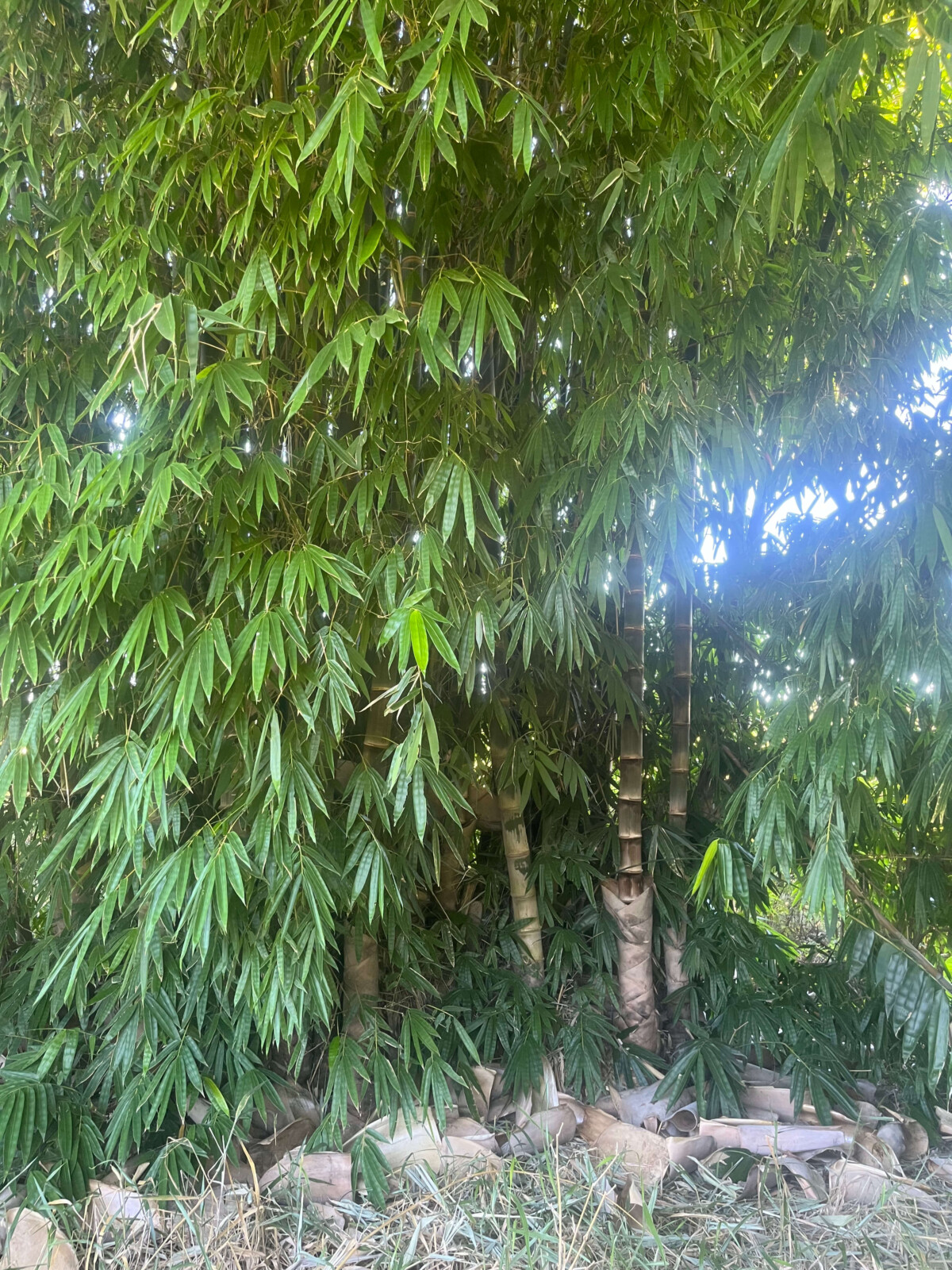 Plantage Teich Wald