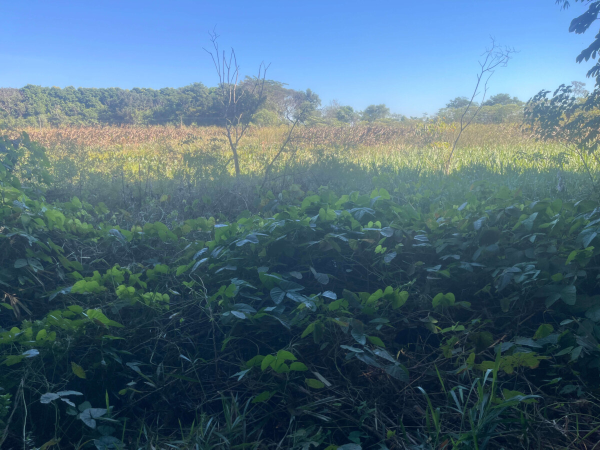 Plantage Teich Wald