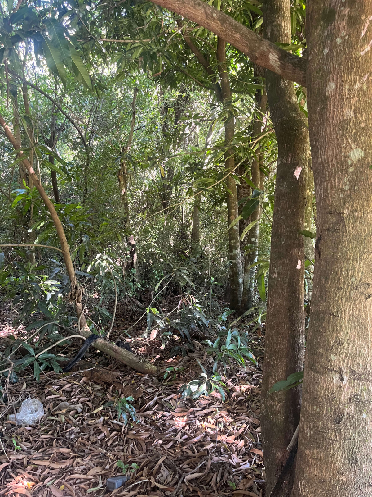 Plantage Teich Wald