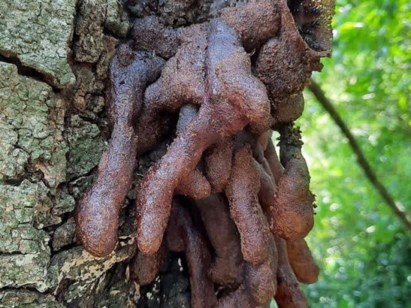 Ein Traum von Freiheit in Paraguay: 19 Hektar Naturschönheit „Eco-Felicitas“ mit 3 Häusern, & vielen Besonderheiten kaufen