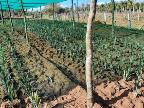 Ein Traum von Freiheit in Paraguay: 19 Hektar Naturschönheit „Eco-Felicitas“ mit 3 Häusern, & vielen Besonderheiten kaufen