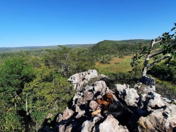 Ein Traum von Freiheit in Paraguay: 19 Hektar Naturschönheit „Eco-Felicitas“ mit 3 Häusern, & vielen Besonderheiten kaufen
