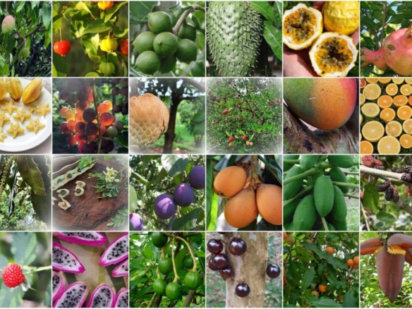 Ein Traum von Freiheit in Paraguay: 19 Hektar Naturschönheit „Eco-Felicitas“ mit 3 Häusern, & vielen Besonderheiten kaufen