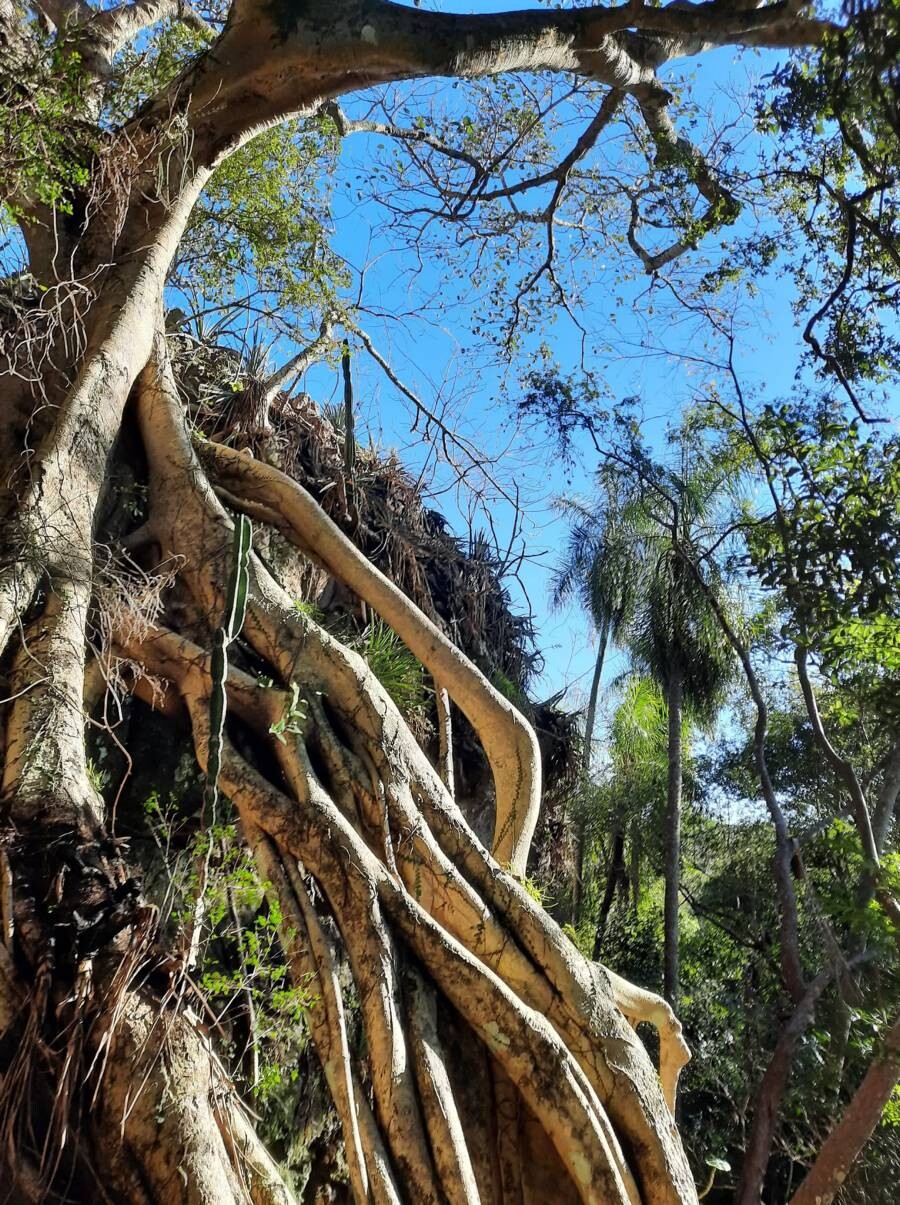 Ein Traum von Freiheit in Paraguay: 19 Hektar Naturschönheit „Eco-Felicitas“ mit 3 Häusern, & vielen Besonderheiten kaufen
