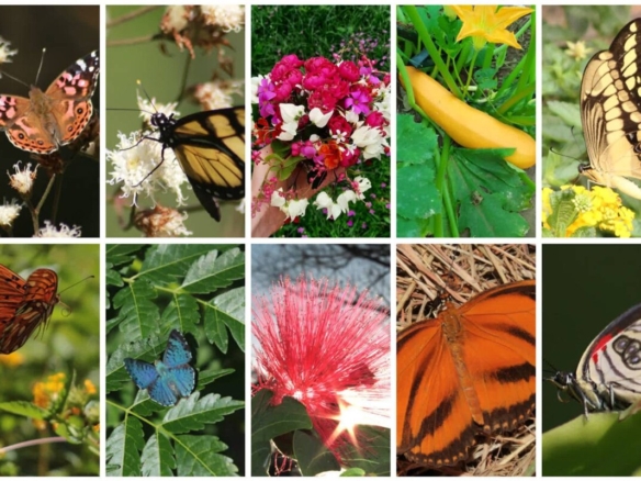 Ein Traum von Freiheit in Paraguay: 19 Hektar Naturschönheit „Eco-Felicitas“ mit 3 Häusern, & vielen Besonderheiten kaufen