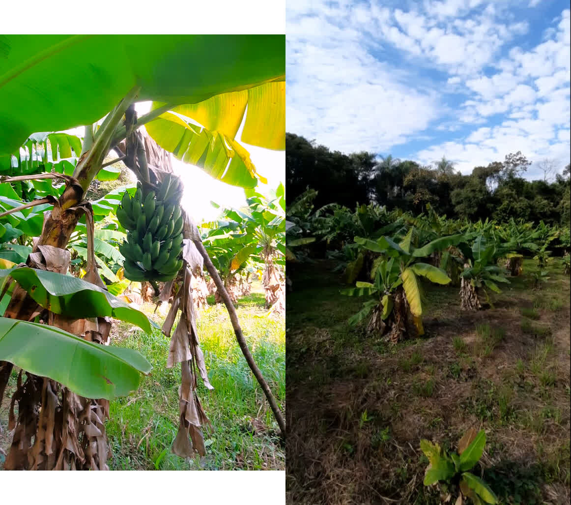 Ein Traum von Freiheit in Paraguay: 19 Hektar Naturschönheit „Eco-Felicitas“ mit 3 Häusern, & vielen Besonderheiten kaufen